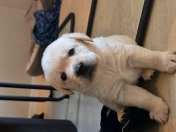 Labrador retriever · Tonstad · Gitte Pedersen-Årdal