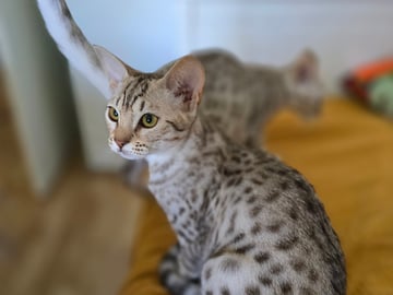 Ocicat · Uppsala · S*John-Johns