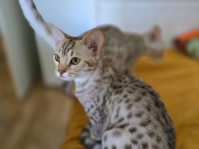 Ocicat