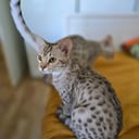 Ocicat