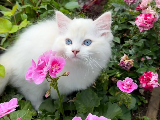 Kattunge: SE*Anderwels Cream Crown Casper