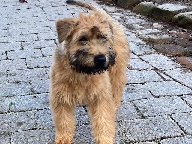 Irsk softcoated wheaten terrier