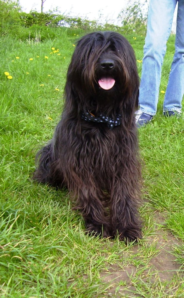 Catalansk gjeterhund (Gos d’atura català)