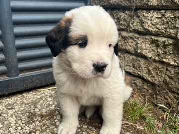 Gunnar