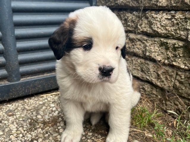 Puppy: Gunnar