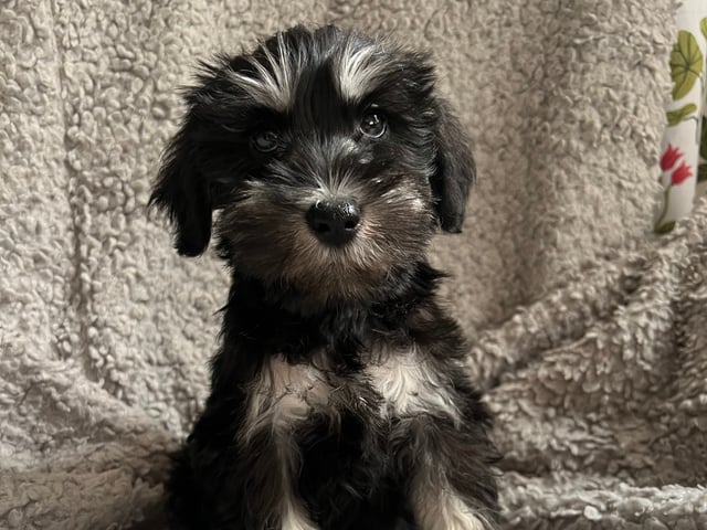 Dværgschnauzer