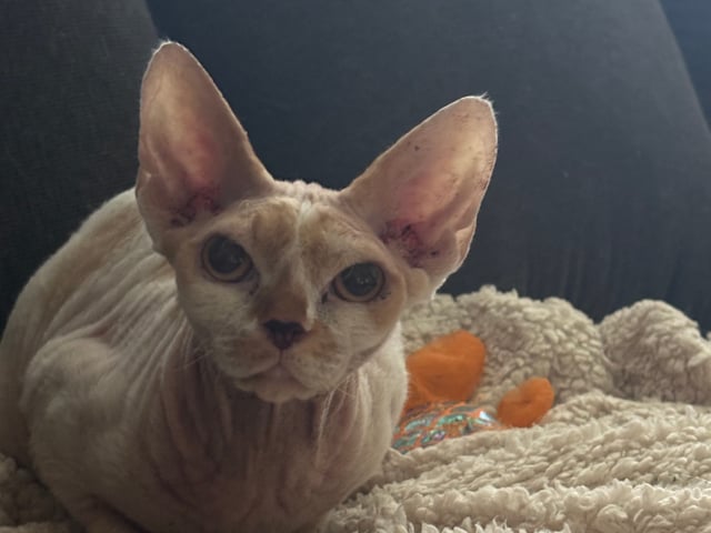 Devon Rex