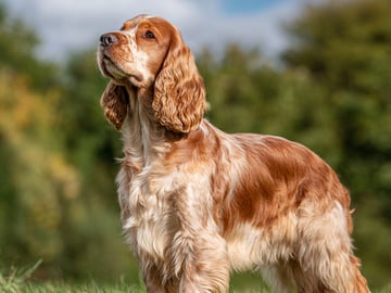 Cocker Spaniel