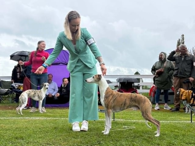 Whippet