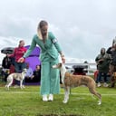 Whippet