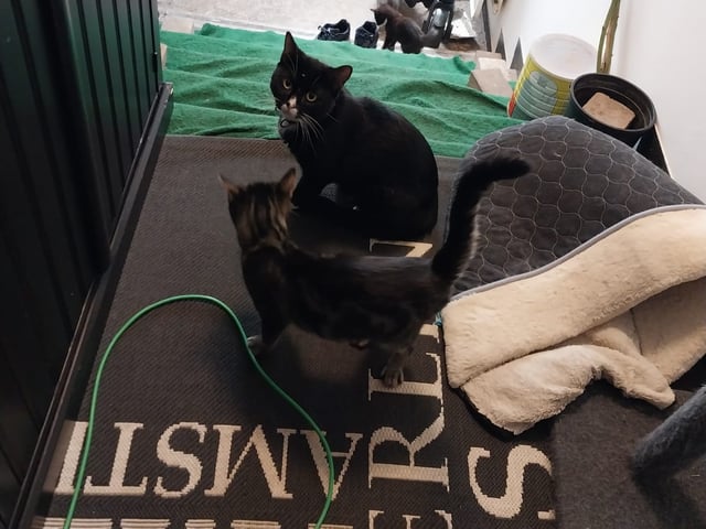 Mamman  är tredje generation Sokoke katt pappan är Tuxedo katt · Malmö · Mohamed A.