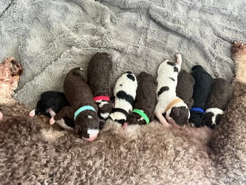Spansk vannhund · Lysekloster · Camilla Kvamme Røstum