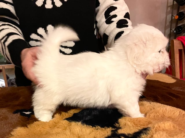 Coton de Tuléar