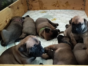 Boergarden boerboels