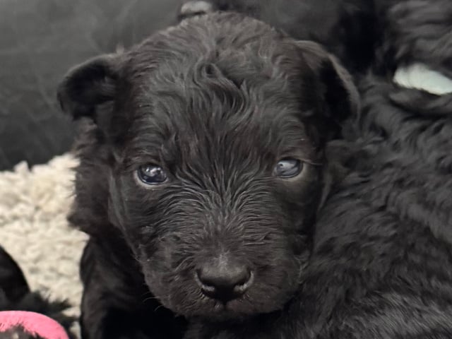 Pumi