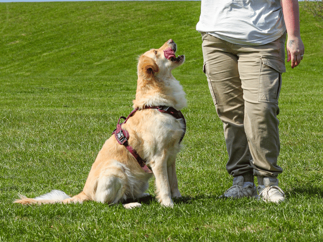 Golden retriever