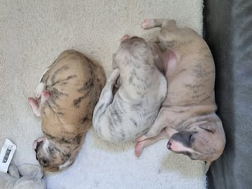 Whippet · Manstad · Gørild Renate Arntzen