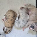 Whippet