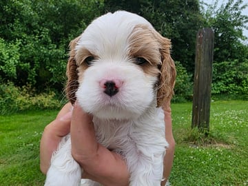 Amerikansk cockerspaniel Kavaljer King Charles Spaniel · Lövstabruk · Irene M.