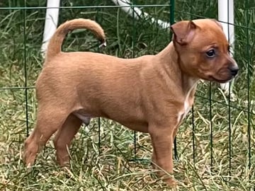 American Hairless Terrier · Älvsjö · Kennel Atrichos