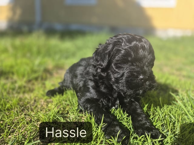 valp: Hassle