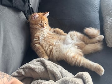 Sibirisk katt · Årsunda · William A.