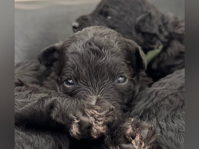 Pumi