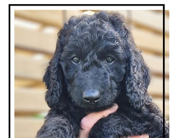 Smith Labradoodles