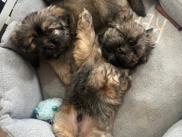 Lhasa apso