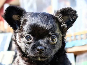 Chihuahua Långhåriga · Stenhamra · Cattlegirls