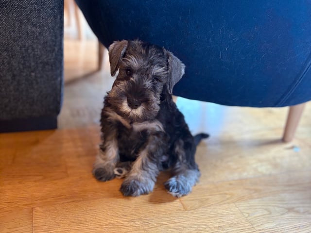 Puppy: Encalnas' Donna
