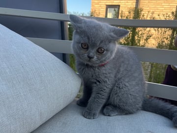 Britisk korthår · Beder-Malling · Serine BlueCats