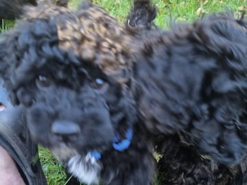 Maltipoo · Ystad · Jenny M.