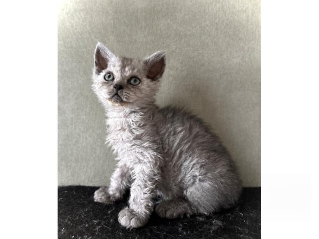 Selkirk Rex Longhair