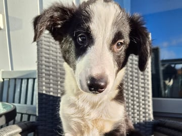 Border collie · Limhamn · Ruckeltofta Gård