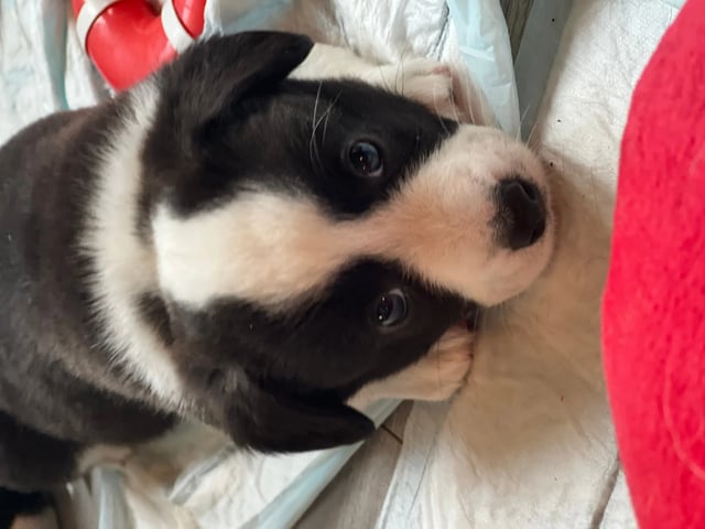 Welsh corgi cardigan
