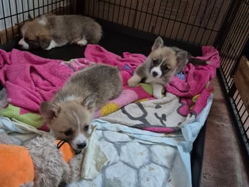 Welsh corgi pembroke · Kløfta · Hege Hofstad Jacobowitz
