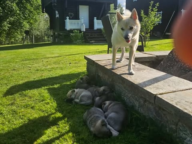 Norsk buhund