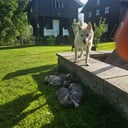 Norsk buhund