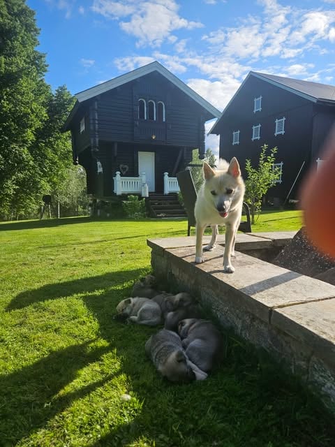 Hälsa