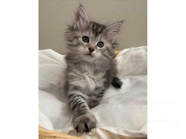 Sibirisk kat
