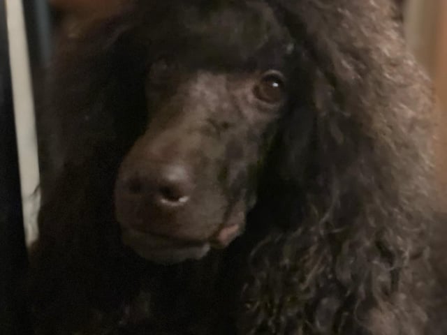Mor: Umbra
