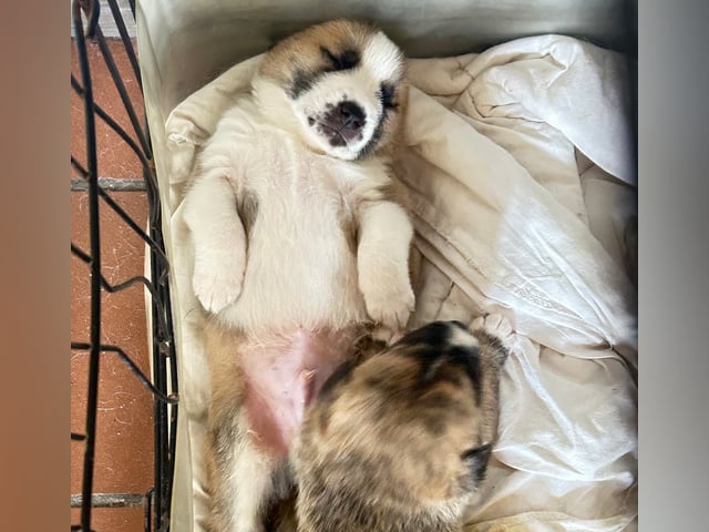 Akita