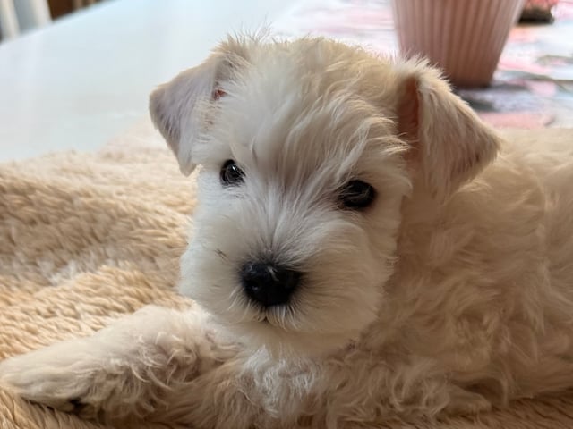 Dværgschnauzer
