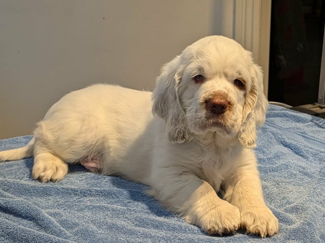 Clumber Spaniel