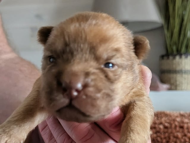 Shar pei