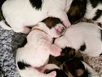 Biewer Terrier · Köpingebro · Anna S.