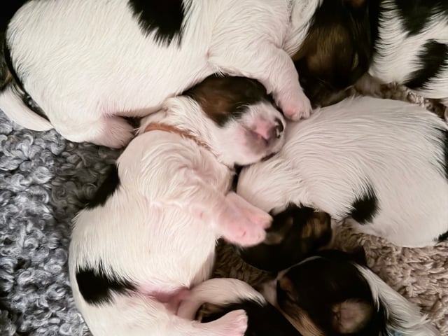 Biewer terrier