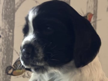 Passion Spaniels