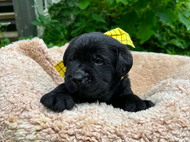 Hvalp: Hannhund 4 gul bånd
